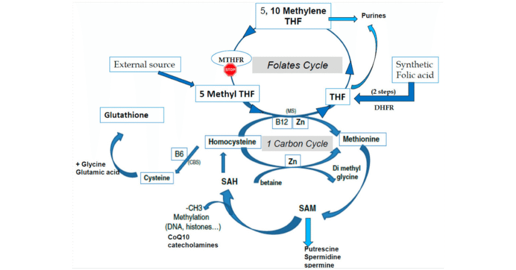 methylation map 4