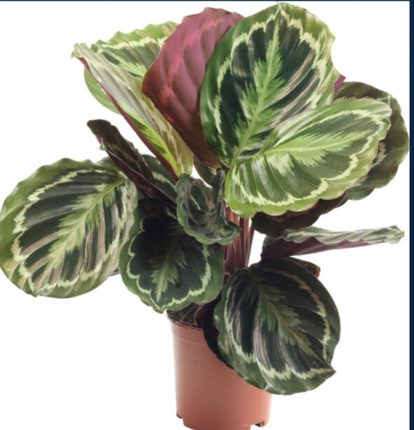 Calathea - Image 2