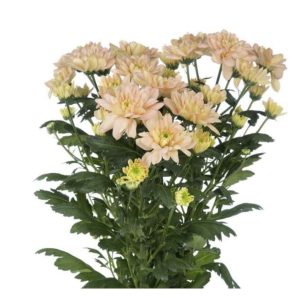 Chrysanthemum 60-70cm