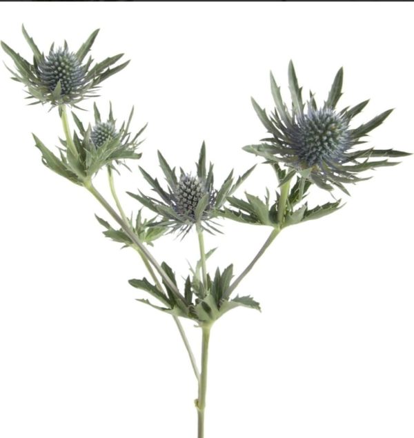 Tistel 50-60cm - Image 2