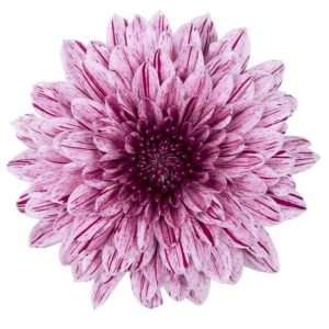 Deco Chryss  Chrysanthemum lila 60-70 cm