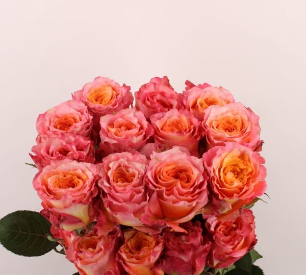 Ecuador Ros orange 60-70 cm