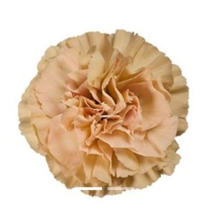 Nejlika aprikos 50-60 cm