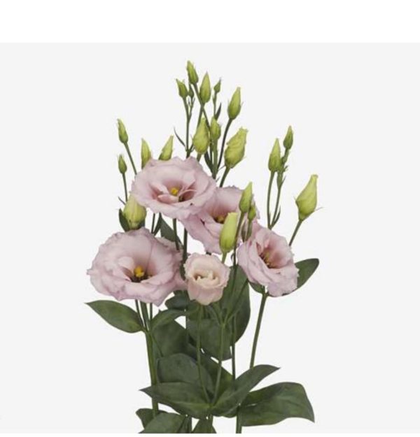 Prärieklocka rosa 60cm - Image 2
