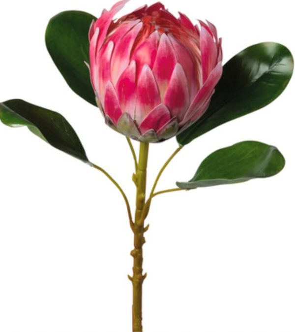 Protea rosa-cerise 50-60cm - Image 2