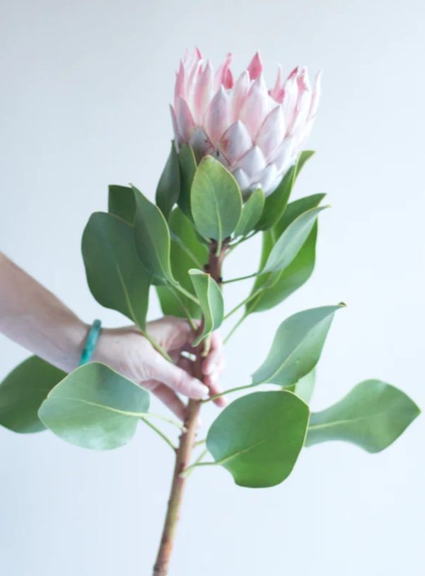 Protea rosa-cerise 50-60cm - Image 3