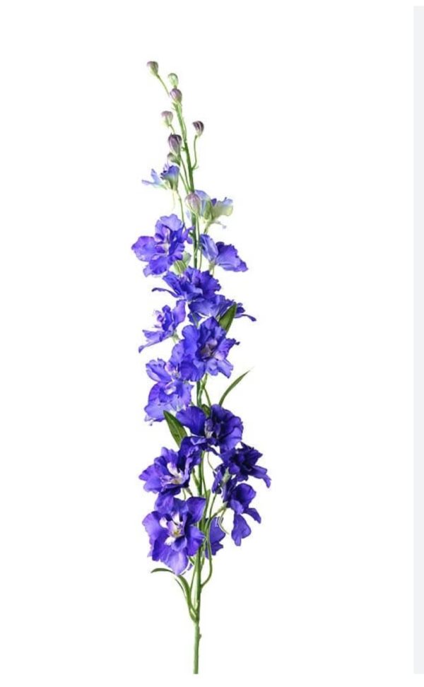 Riddarsporre blå 60-70cm - Image 2